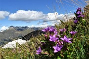 47 Sul sentiero spettacolo di   gentiana anisodonta-ramosa in piena fioritura